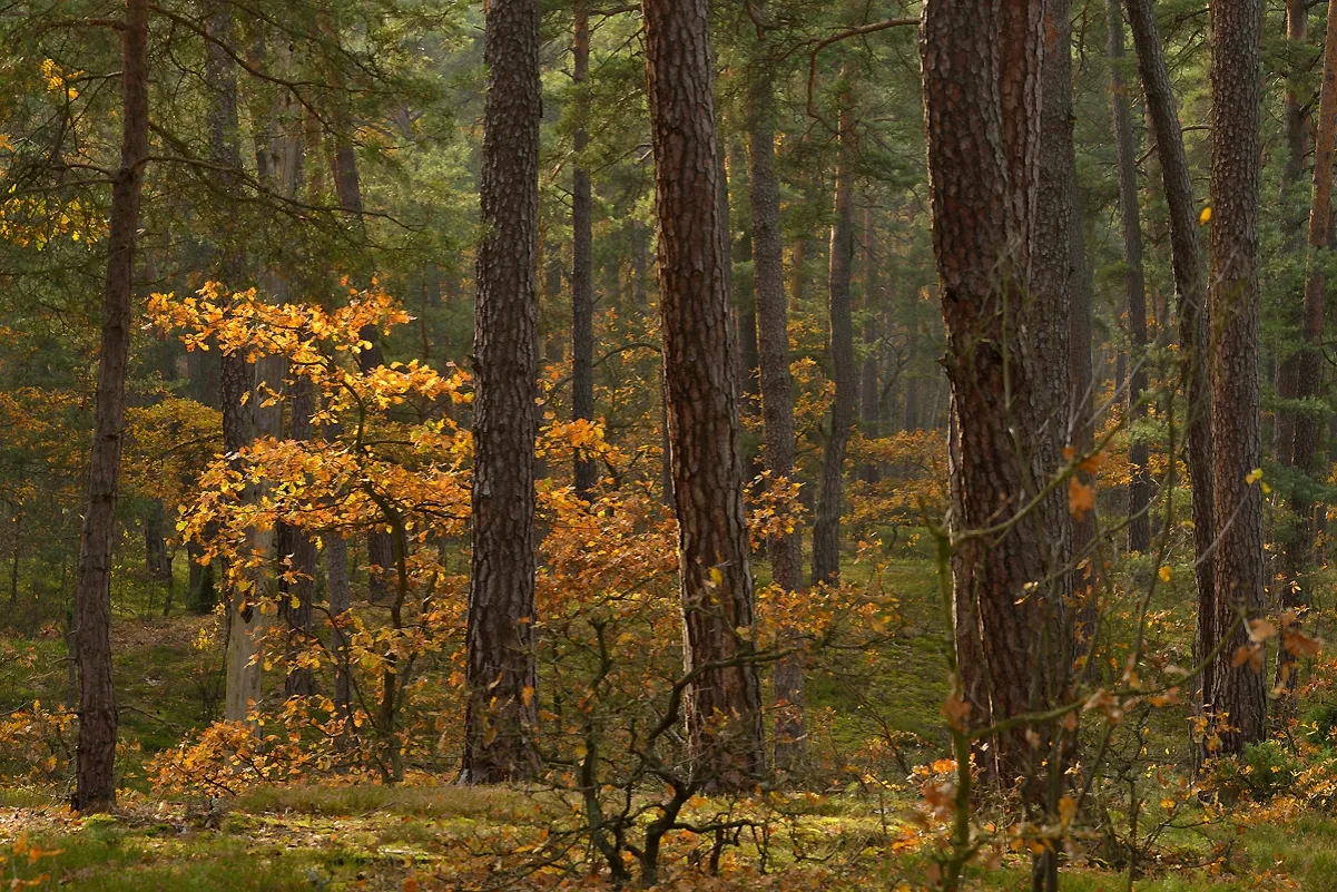 Gdzie leży Kampinoski Park Narodowy? Odkryj jego lokalizację blisko Warszawy